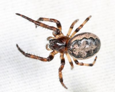 Furrow Orbweaver - Larinioides cornutus