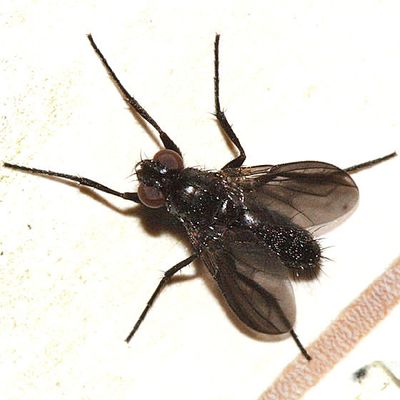 Wood Louse Flies - Rhinophoridae