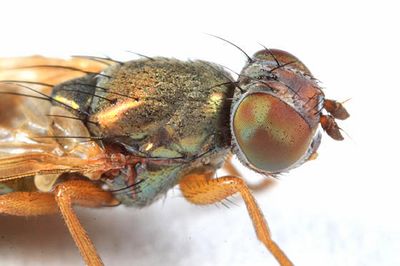 Chaetopsis aenea