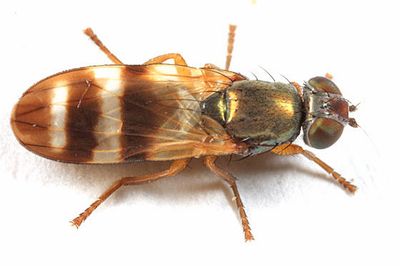 Chaetopsis aenea