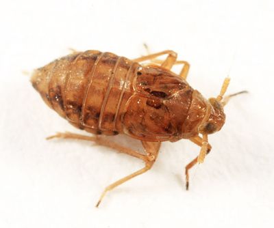 Pissonotus dorsalis