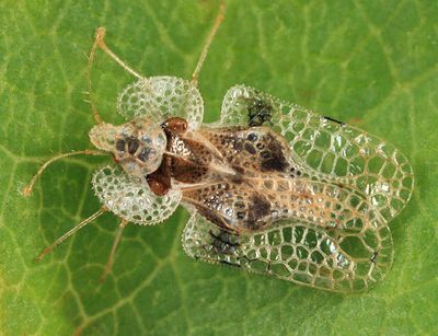 Corythucha arcuata