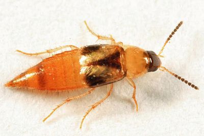 Lordithon campbelli