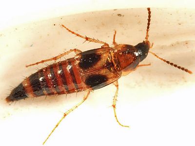 Lordithon fungicola