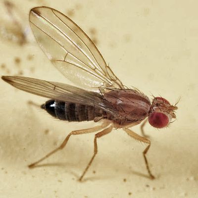 Scaptomyza adusta