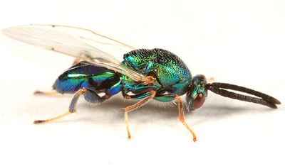 Torymus advenus species group