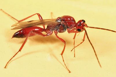 Proctotrupes caudatus (male)