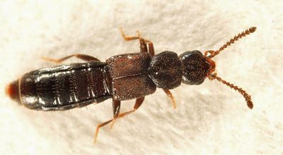 Homalota plana