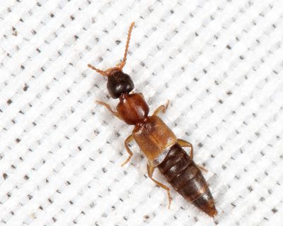 Lithocharis nigriceps