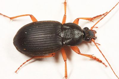 Chlaenius laticollis