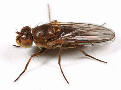 Ephydra sp.