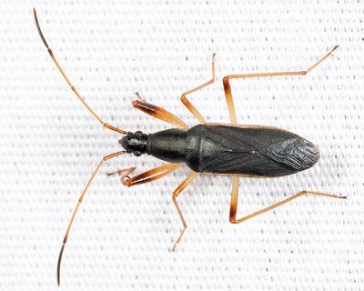 Cnemodus mavortius