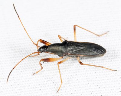 Cnemodus mavortius