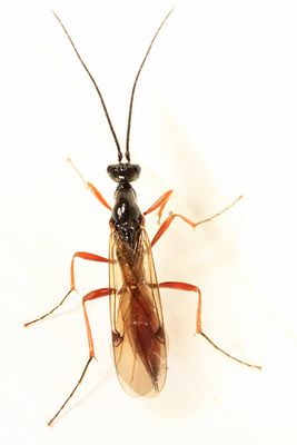 Proctotrupes terminalis