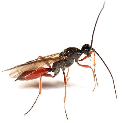 Proctotrupes terminalis