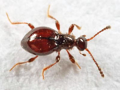 Euconnus salinator