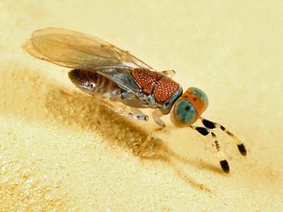 Metaphycus sp.
