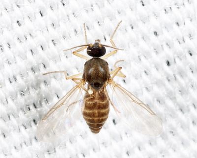 Atrichopogon sp.