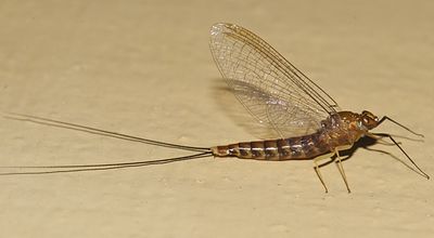 Brushlegged Mayflies - Isonychiidae