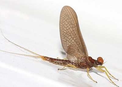 Eurylophella prudentalis