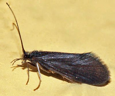 Caddisflies - Goeridae