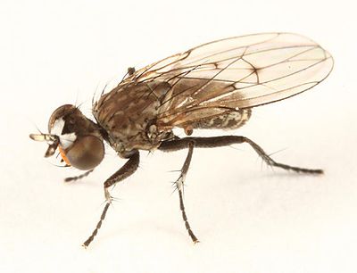 Schoenomyza sp.
