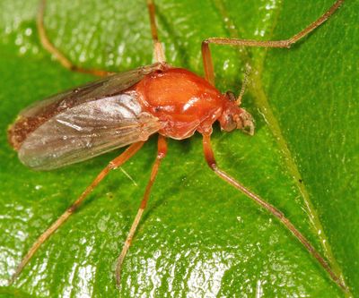 Clinotanypus cf. wirthi