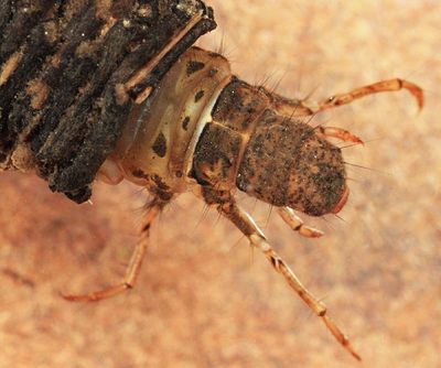 Chocolate and Cream Sedge - Platycentropus radiatus