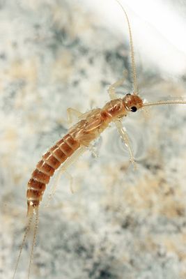 Allocapnia nivicola