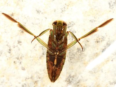 Notonecta lunata