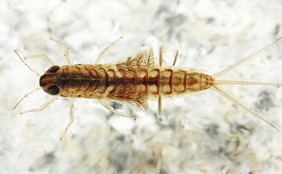 Siphlonurus mirus