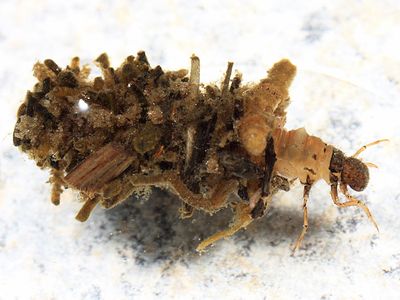 Chocolate and Cream Sedge - Platycentropus radiatus