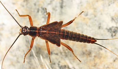 Taeniopteryx burksi