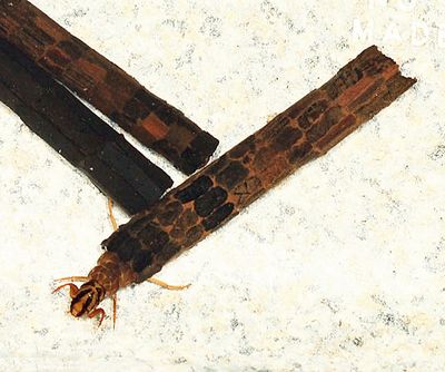 Giant Casemaker Caddisflies - Phryganeidae