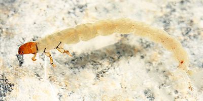 Caddisflies - Dipseudopsidae
