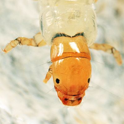 Dipseudopsidae - Phylocentropus carolinus