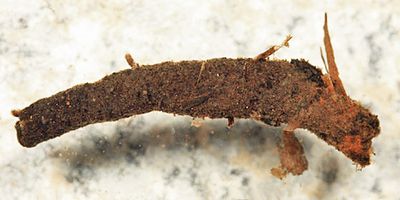 Dipseudopsidae - Phylocentropus carolinus