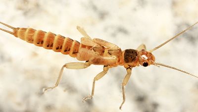 Allocapnia pygmaea