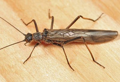 Taeniopteryx burksi
