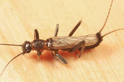 Allocapnia minima