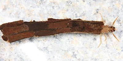 Oligostomis ocelligera