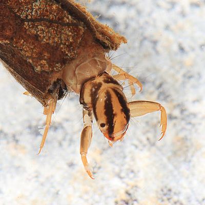 Oligostomis ocelligera