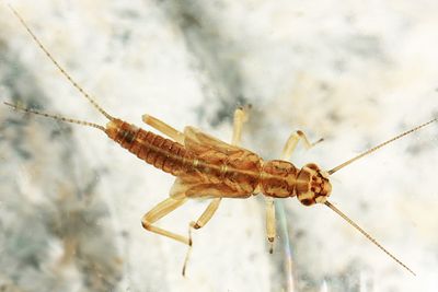 Podmosta macdunnoughi