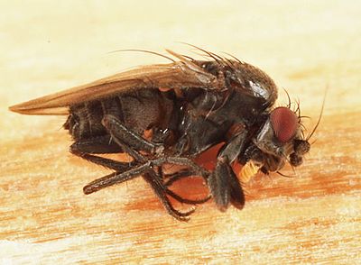 Spelobia maculipennis