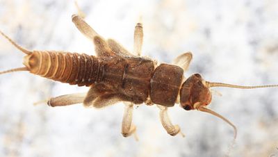 Soyedina washingtoni