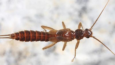 Paracapnia angulata