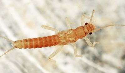 Capnura manitoba