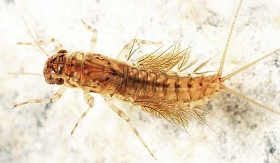 Pronggilled Mayflies - Leptophlebiidae