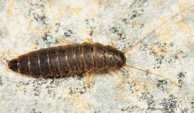 Microcara explanata