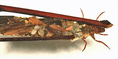 Psychoglypha subborealis